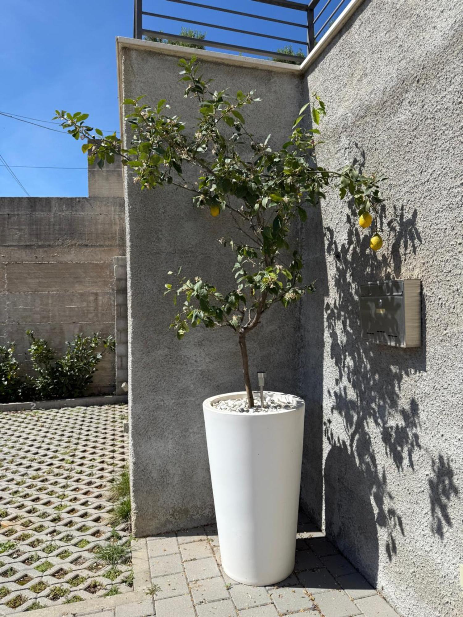 Lemon Tree Dubrovnik Apartments Екстер'єр фото
